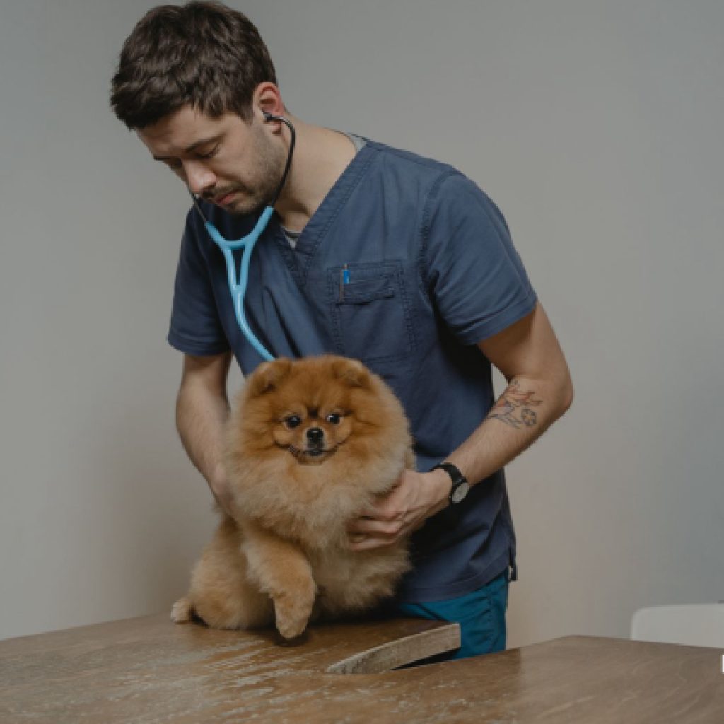 established-small-animal-veterinary-practice
